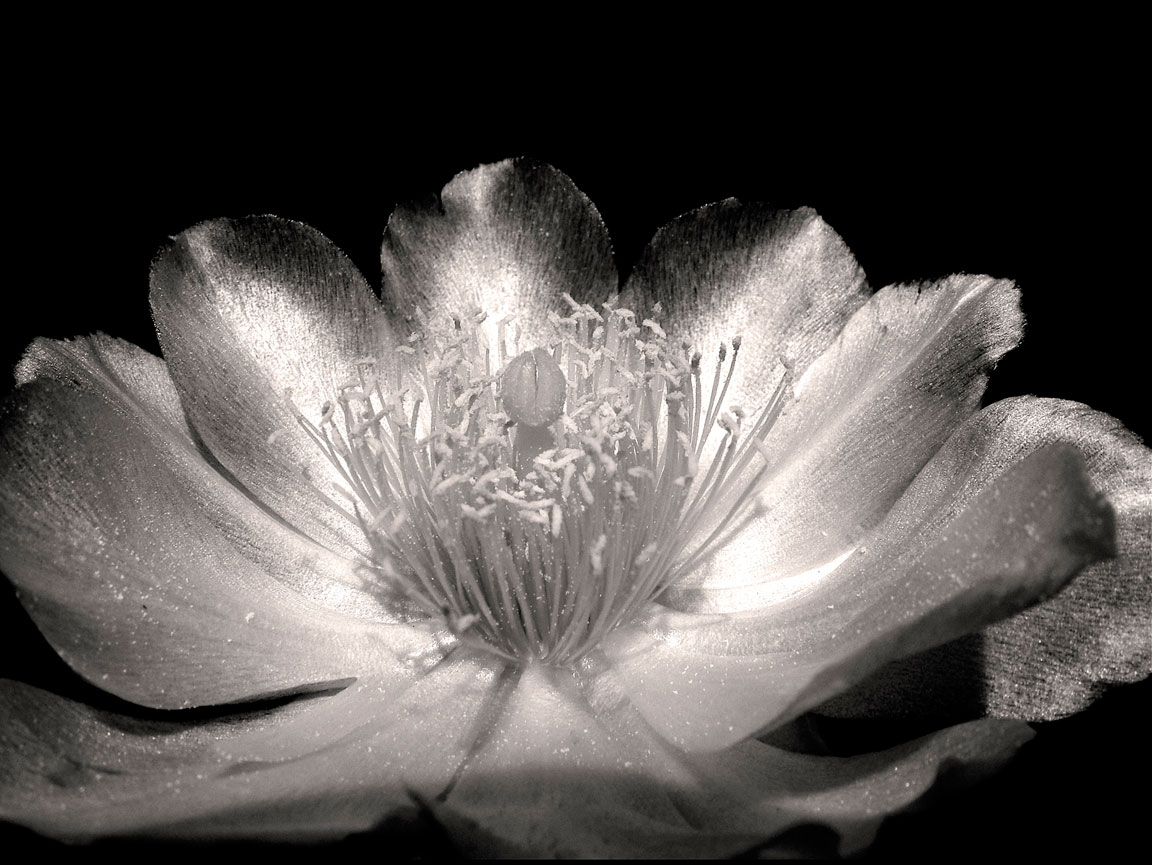 Kaktus Blossom